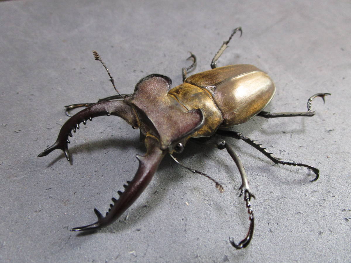 タカサゴミヤマペア ♂78mm ♀48mm その13