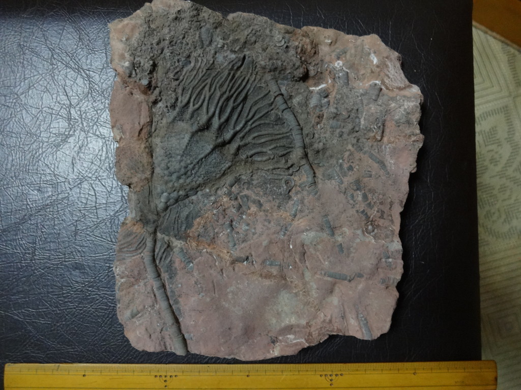 モロッコのウミユリ(化石)｜売買されたオークション情報、yahooの商品