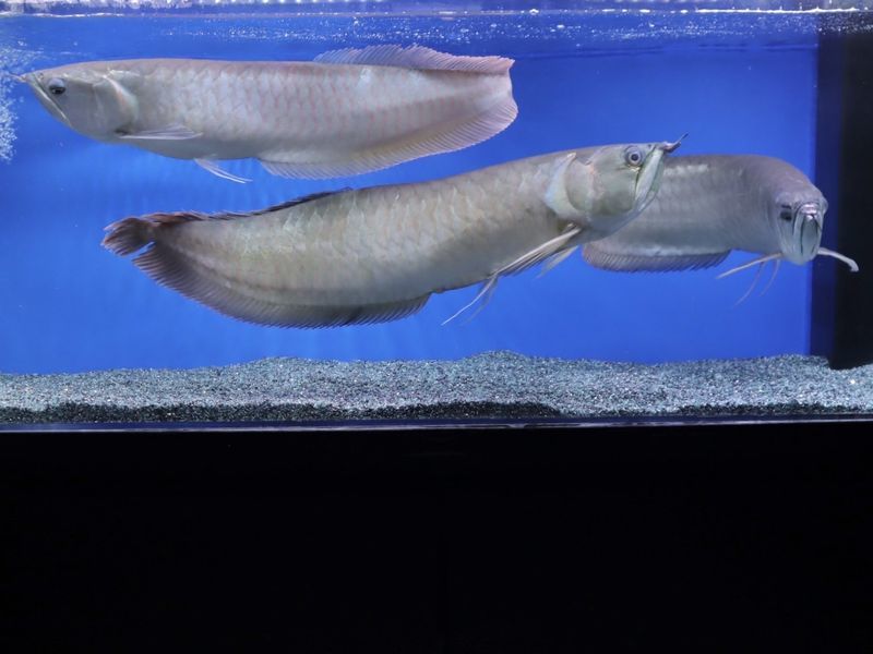 アルビノシルバー 約70㎝ 引き取り