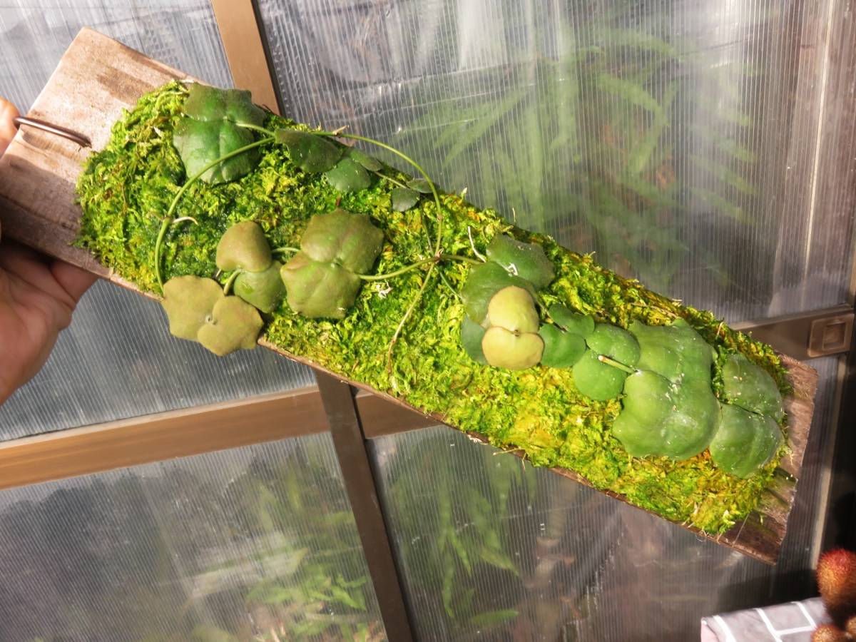Dischidia ディスキディア sp philippines 増殖株、アリ植物(観葉植物