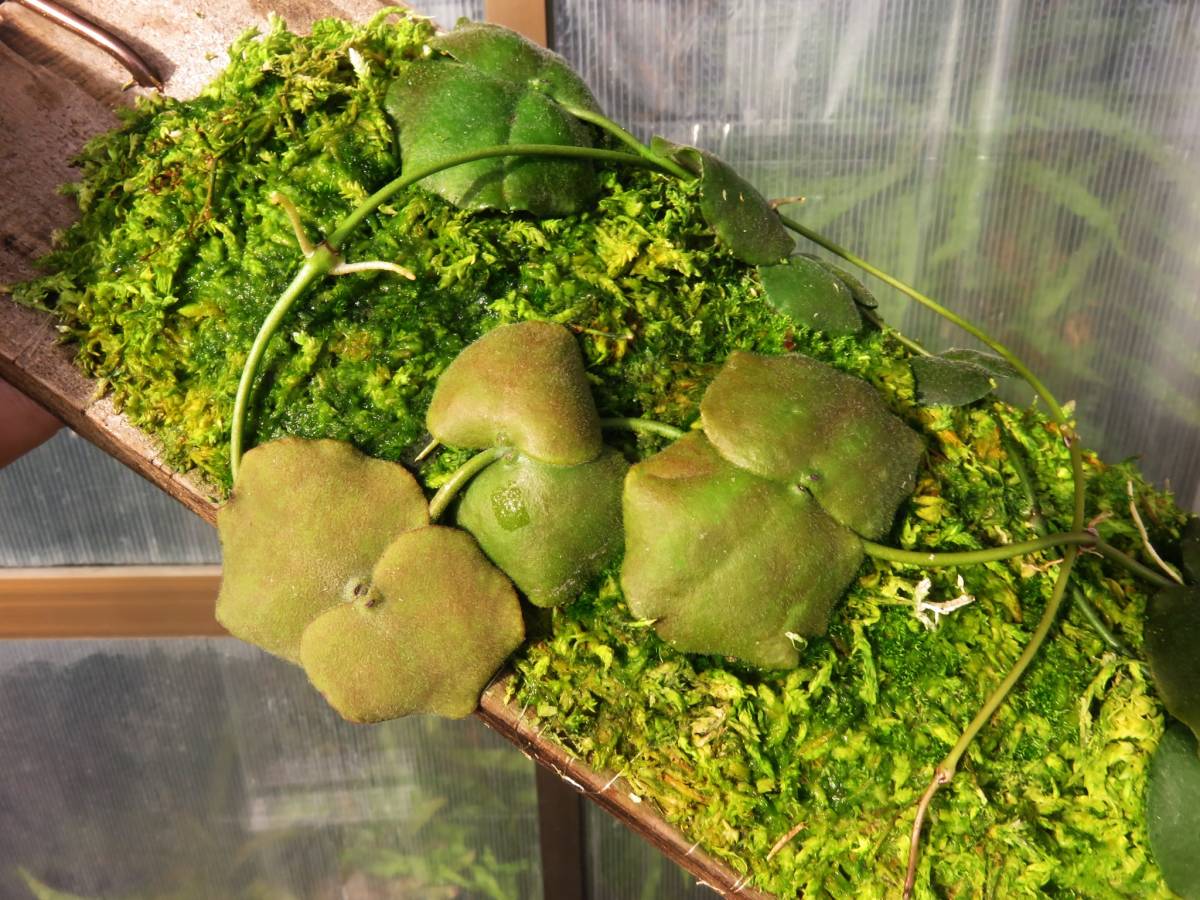 Dischidia ディスキディア sp philippines 増殖株、アリ植物(観葉植物