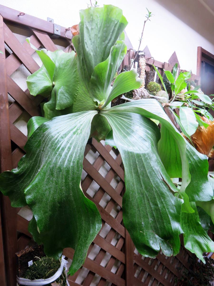  P.Elephantotis x P.alcicorne madagascar form 板付 ビカクシダ(ビカクシダ、コウモリラン)｜売買されたオークション情報、yahooの商品情報をアーカイブ公開 - オークファン ビカクシダ、コウモリラン