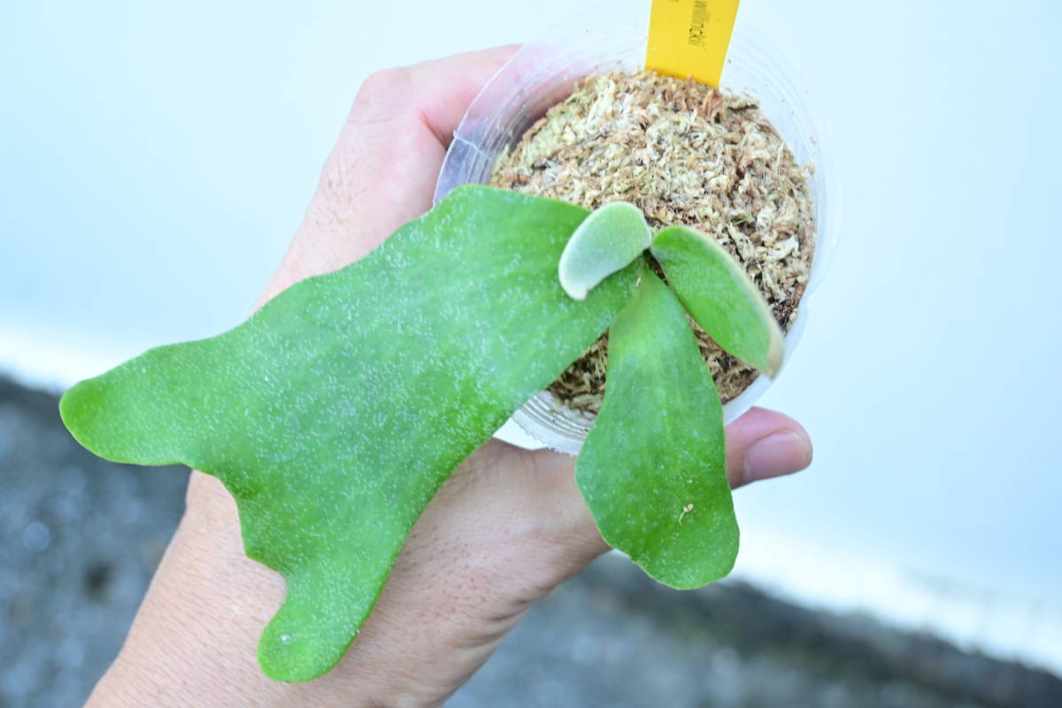 P.wallichii × P.willinckii③ 　@bikamori.com ビカクシダ