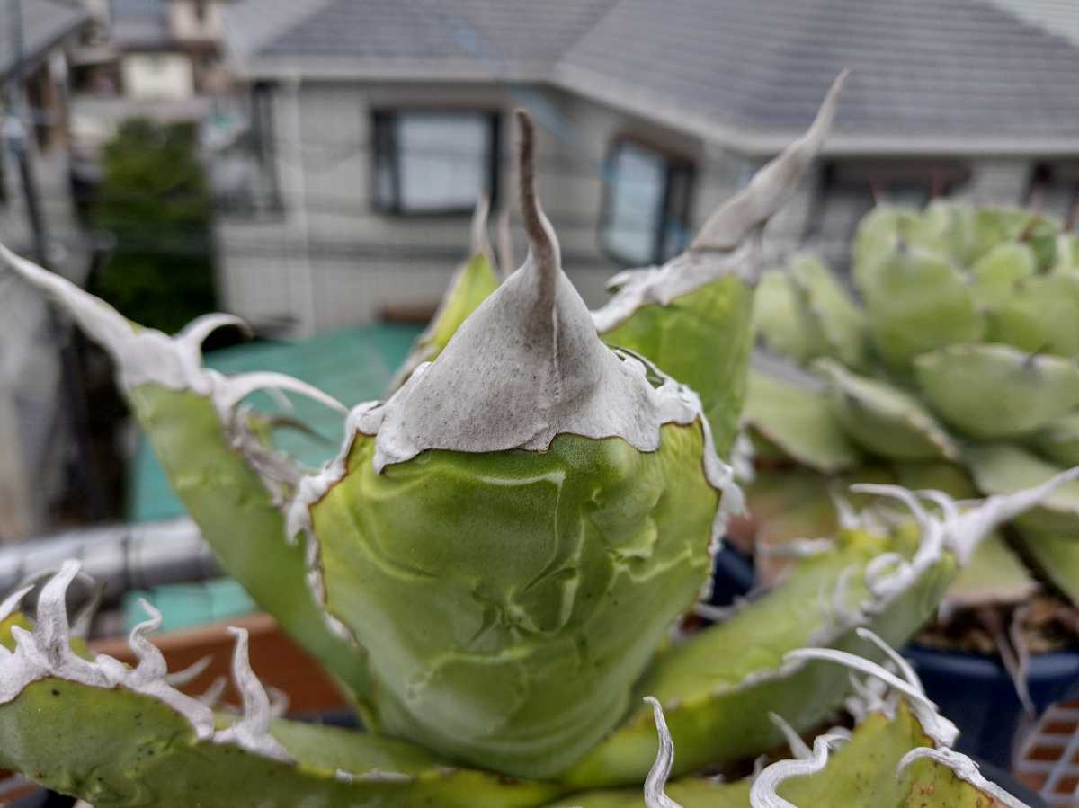 アガベ チタノタ titanota 陽炎 子株（Agave 多肉植物 | 'MAMARU 魔丸