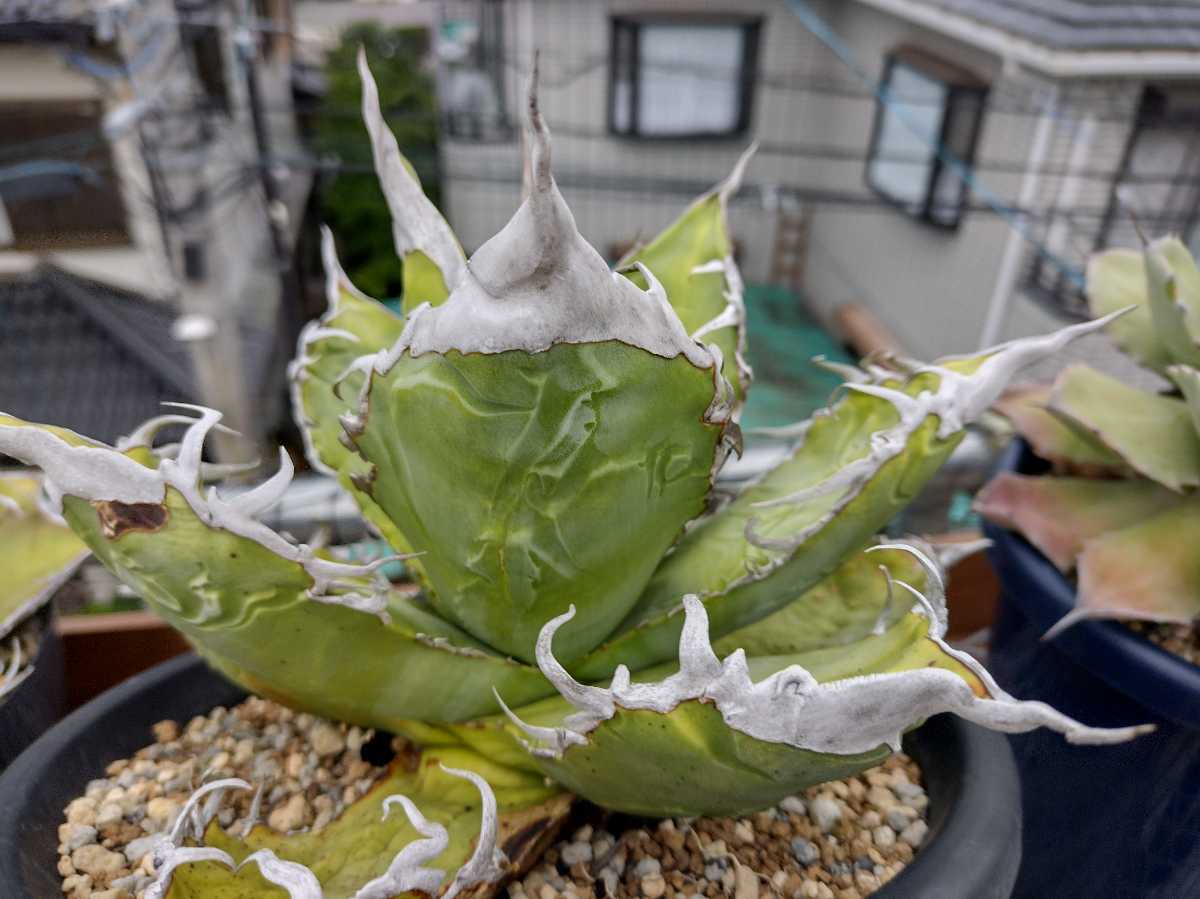 アガベ チタノタ titanota 陽炎 子株（Agave 多肉植物 | 'MAMARU 魔丸