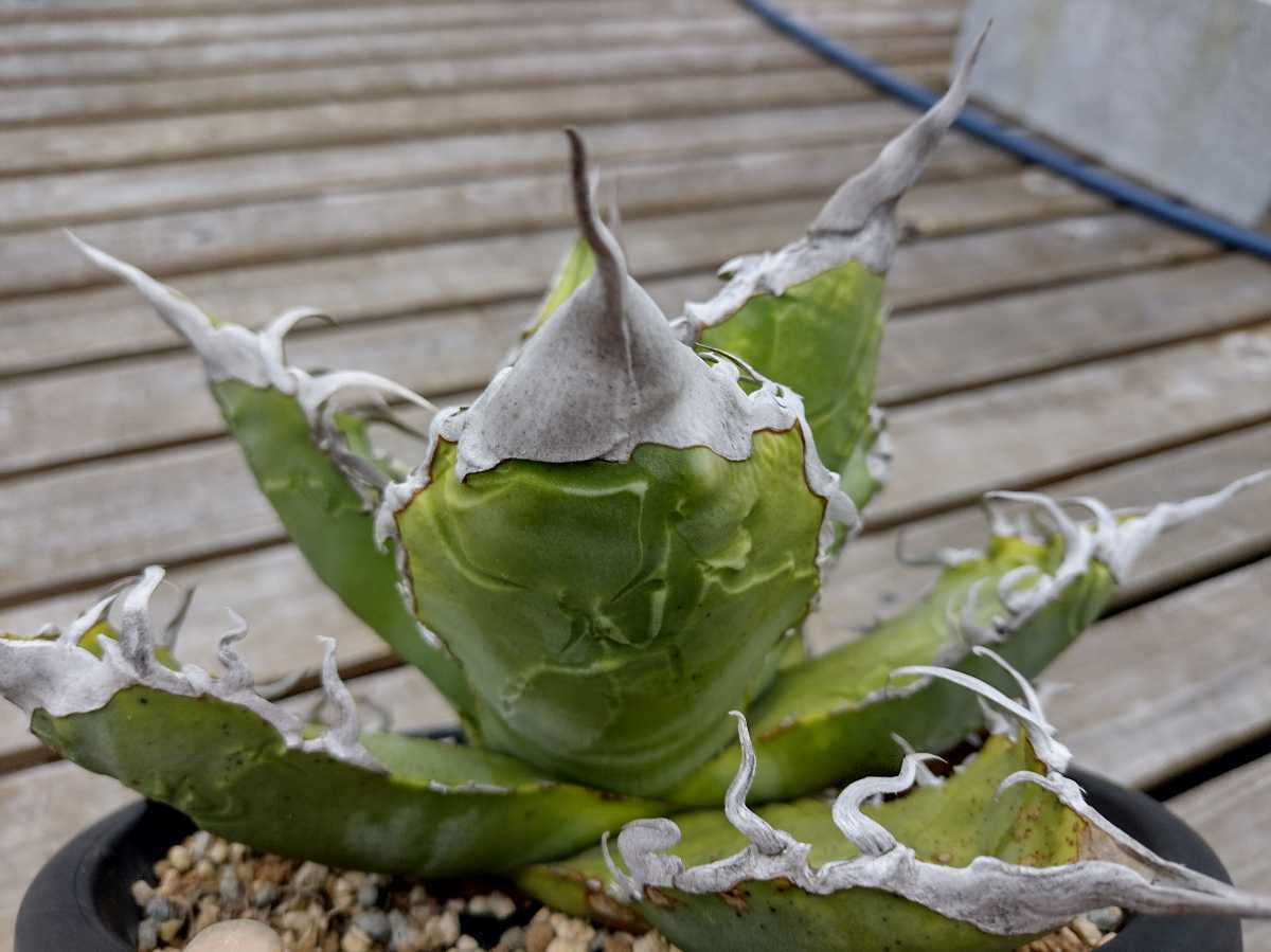 アガベ チタノタ titanota 陽炎 子株（Agave 多肉植物 | 'MAMARU 魔丸