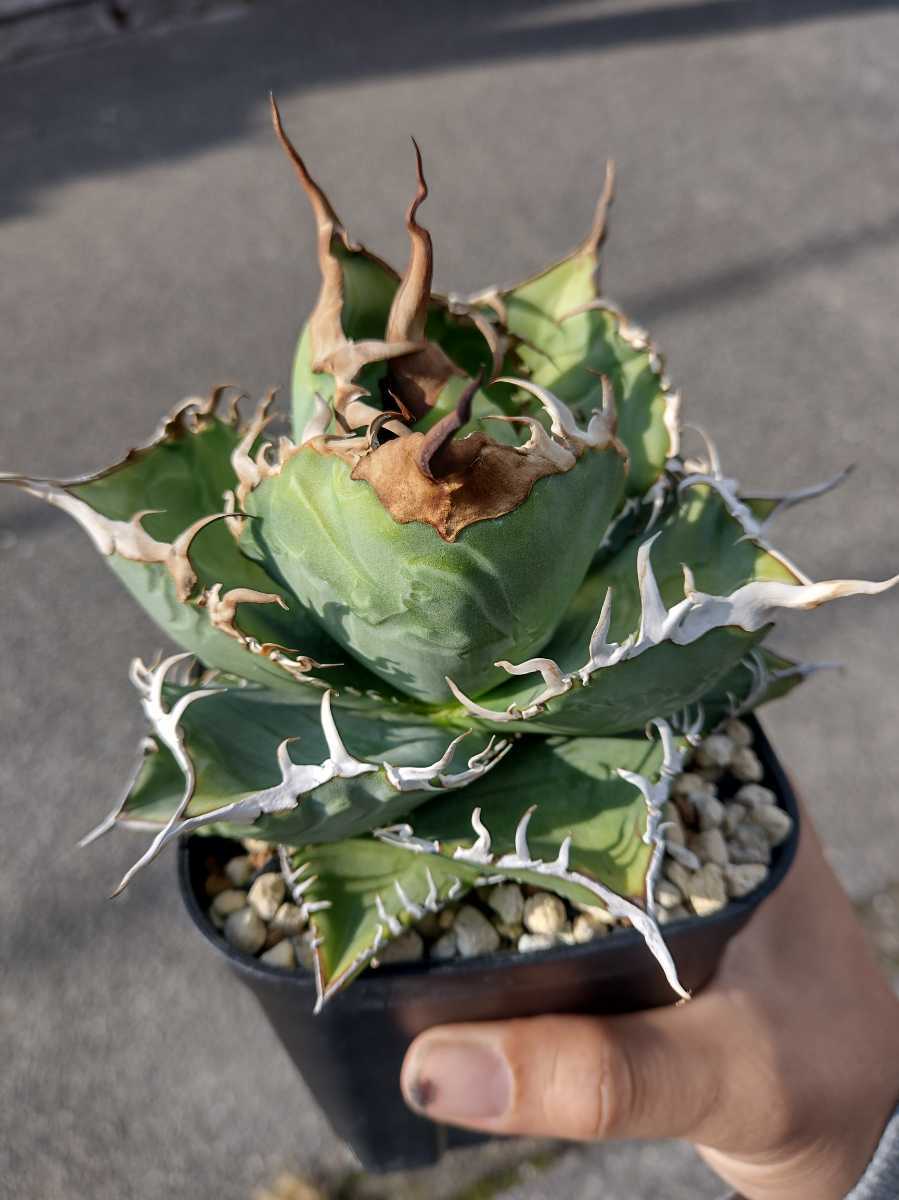 アガベ チタノタ titanota 陽炎 子株（Agave 多肉植物 | 'MAMARU 魔丸