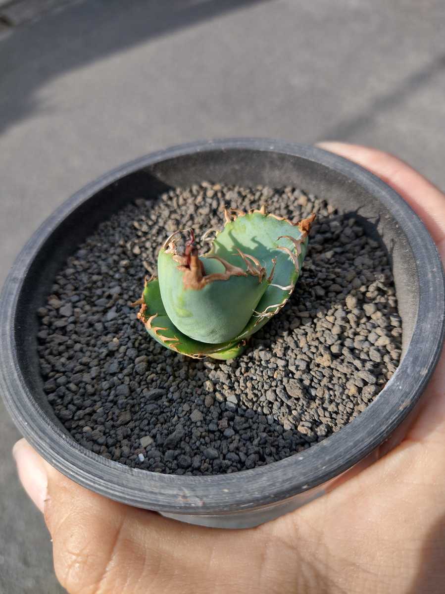 アガベ チタノタ titanota 陽炎 子株（Agave 多肉植物 | 'MAMARU 魔丸