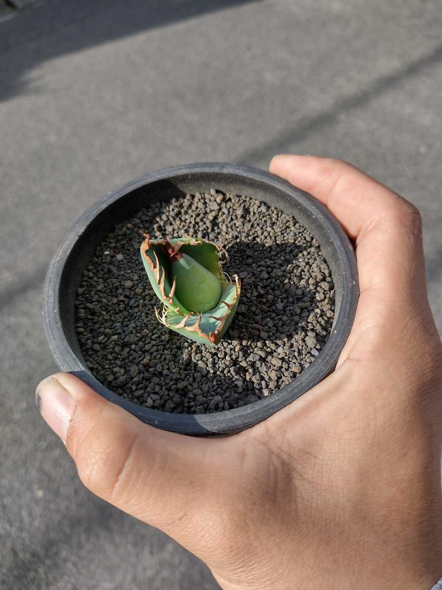 アガベ チタノタ titanota 陽炎 子株（Agave 多肉植物 | 'MAMARU 魔丸