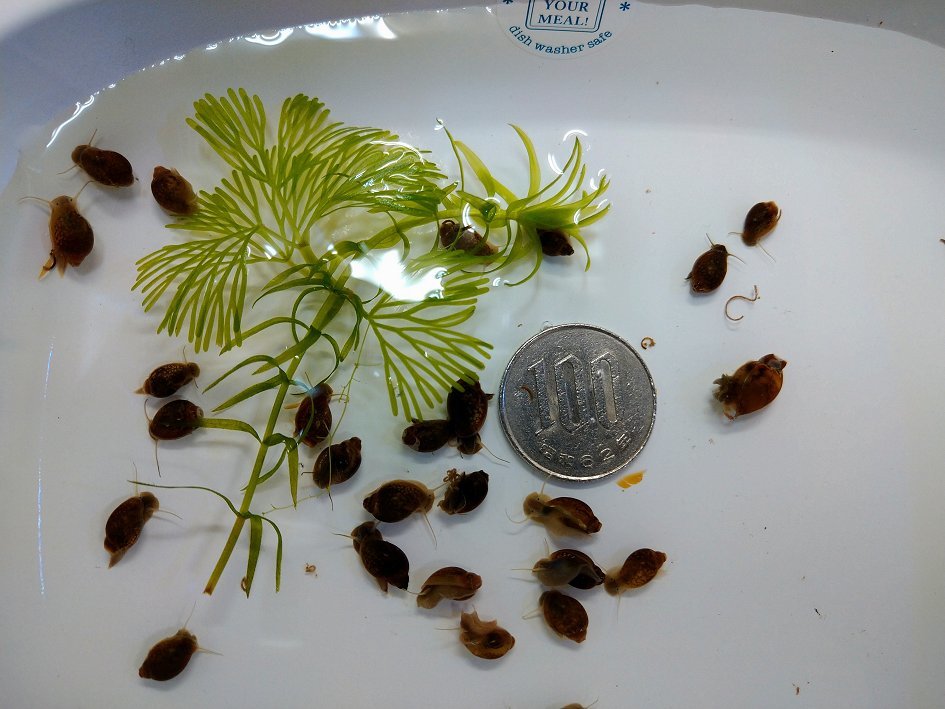 淡水フグの値段と価格推移は 65件の売買情報を集計した淡水フグの価格や価値の推移データを公開