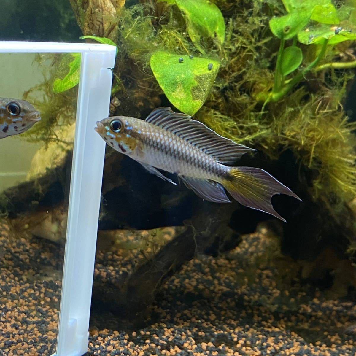 アピストグラマ ロートカイル サンガブリエル産 wf1稚魚6匹(淡水魚 