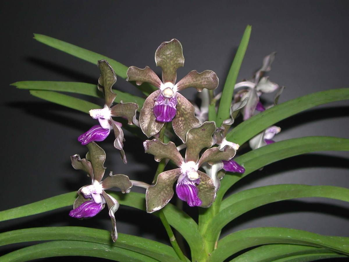  洋蘭 バンダ原種 THO-1839 V.tessellata Blue sibling 大きな実生苗(ラン)｜売買されたオークション情報、yahooの商品情報をアーカイブ公開 - オークファン ラン
