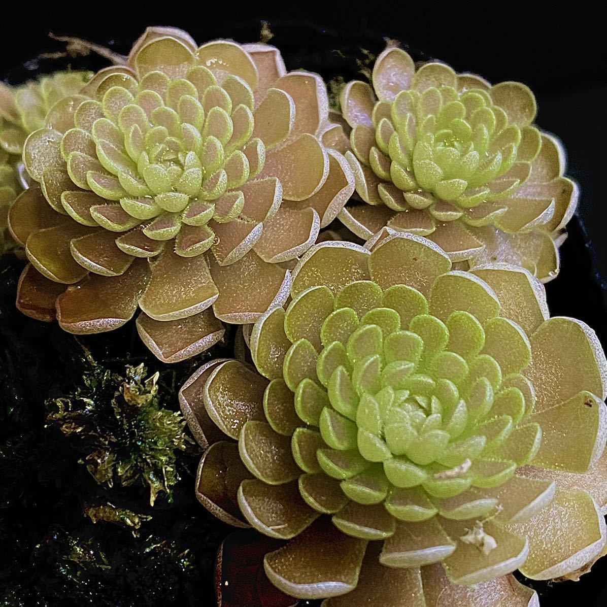 超激得，新作登場 Pinguicula debbertiana metalic purple BCP ピンギキュラ デバーティアナ ピンギクラ ムシトリスミレ 食虫植物 山野草(観葉植物)｜売買されたオークション情報、yahooの商品情報をアーカイブ公開 - オー その他