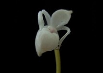 洋蘭☆原種☆メキシペディウム☆Mexipedium xerophyticum