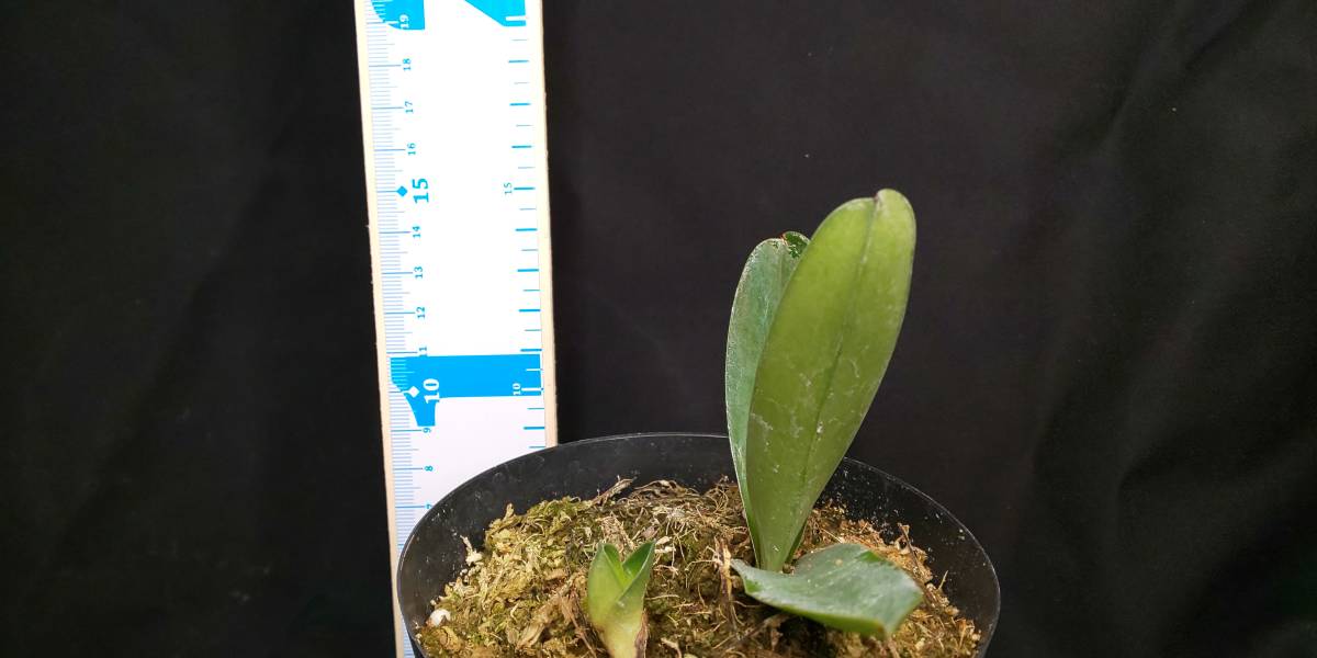 花芽付き　メキシペディウム ゼロフィチカム 洋蘭☆原種☆メキシペディウム☆Mexipedium xerophyticum