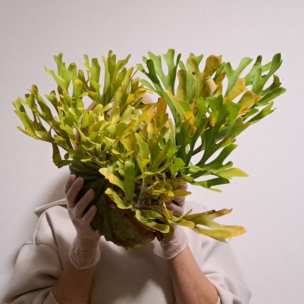 新品，正規品 1円スタート 27+ ビカクシダ 植物 Platycerium ridleyi プラティケリウム リドレイ Sumatera Selatan Wild/麋角羊歯(ビカクシダ、コウモリラン)｜売買されたオークション情報、yahooの商品情報をアーカイ ビカクシダ、コウモリラン