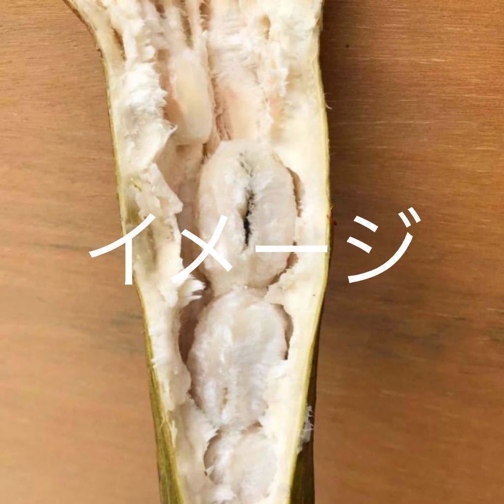 ☆★在庫一掃SALE★☆ 希少 アイスクリームビーン苗木 実生苗 ２本セット 送料込み 超激レア！！！