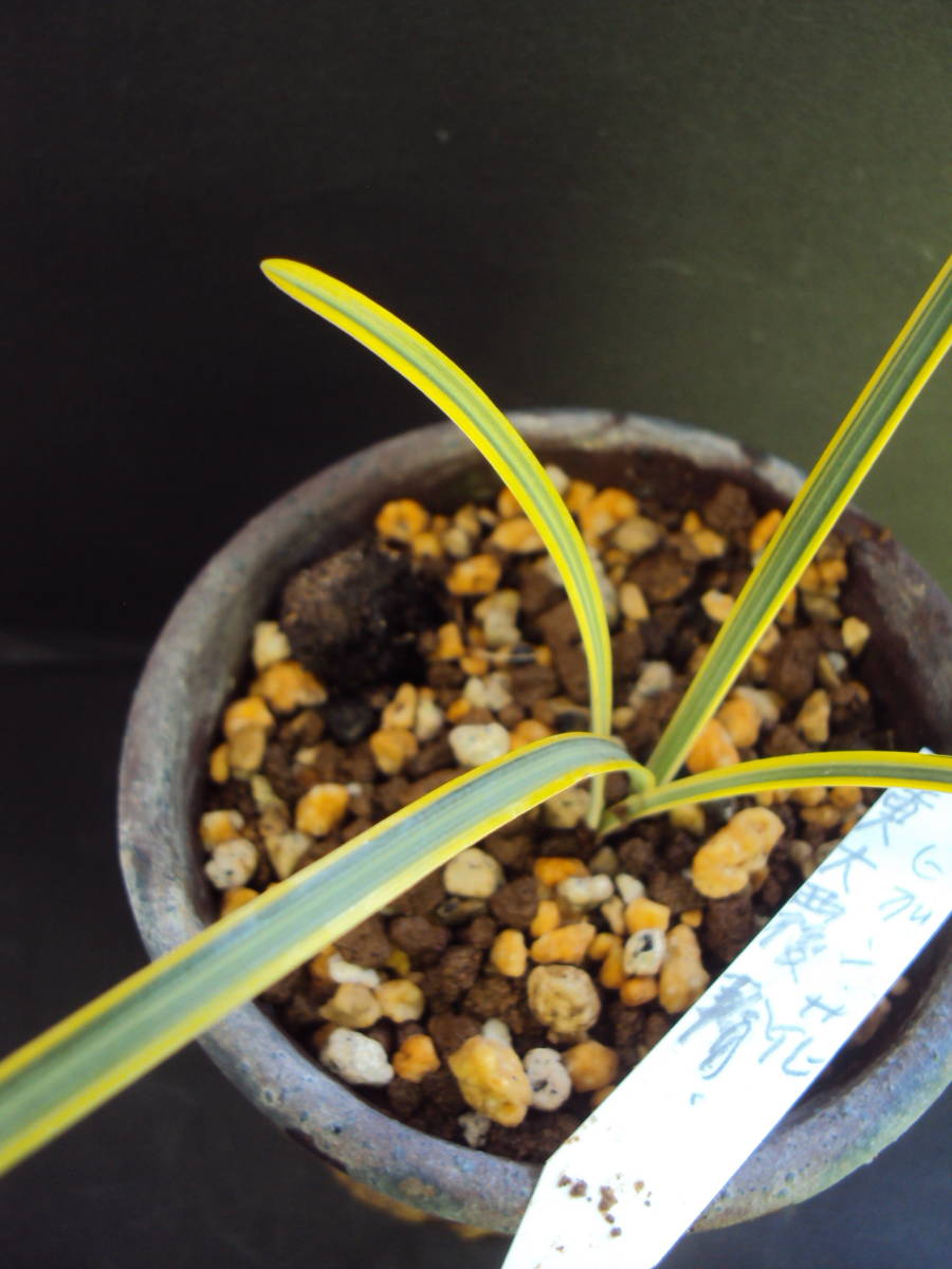 山野草・斑入り・彼岸花・黄覆輪ヒガンバナ 山野草 斑入り ヒガンバナ