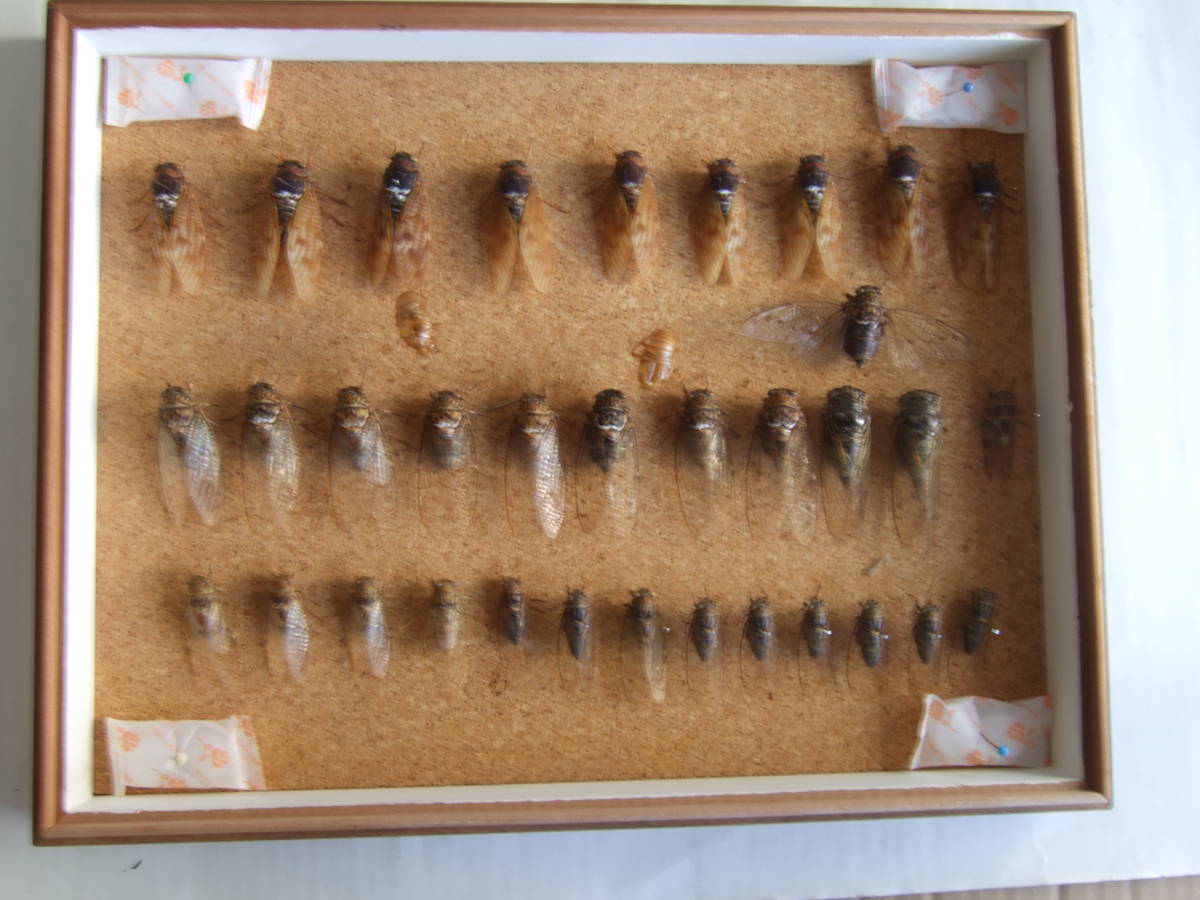 ミンミンゼミ セミ 標本 昆虫標本 ドイツ箱 蝉標本 匹 ミンミンゼミ9匹