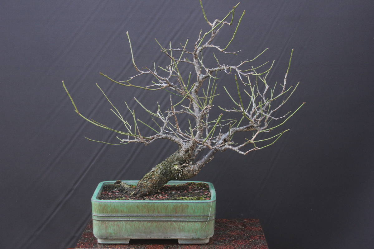 甲州野梅 青軸野梅(一重緑萼.白花) [文人風木] 大盆栽