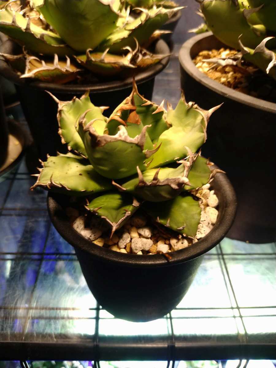 アガベ チタノタ 姫厳竜 発根済み 多肉植物 観葉植物 姫巌竜 姫