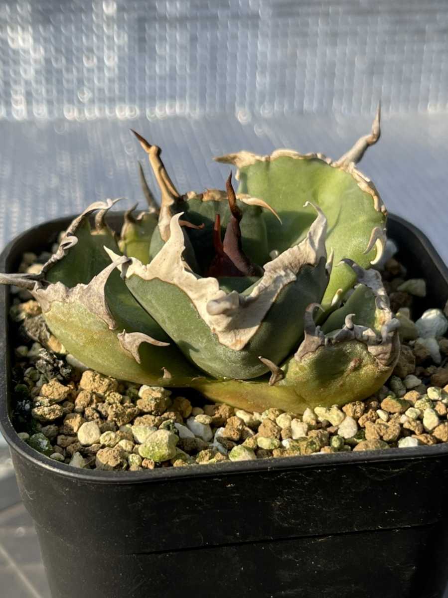 チタノタ アガベ ノーネーム 子株 強棘 agave no - 極上株 極上 白棘