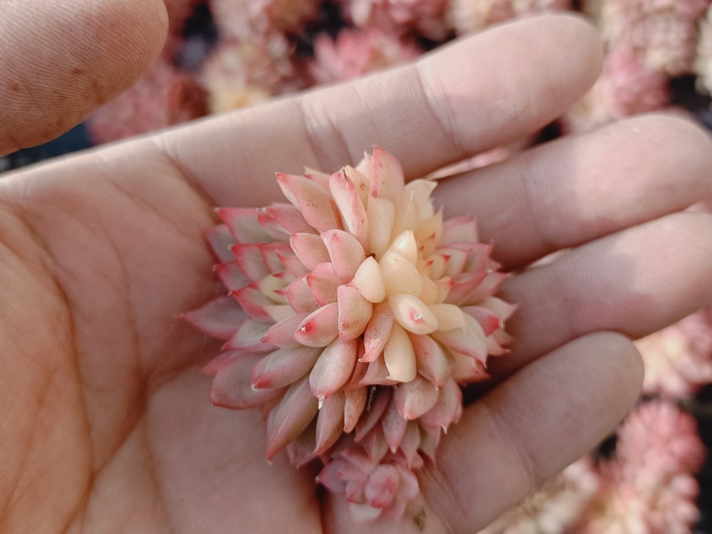≧∇≦）多肉植物 ハオルチア 万象錦 4鉢セット 5 【公式通販】