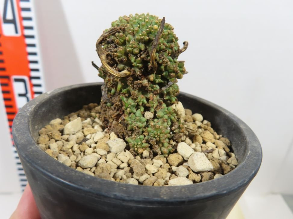 卯514 「初売りセール」ユーフォルビア ムルチセプス 植え【未発根