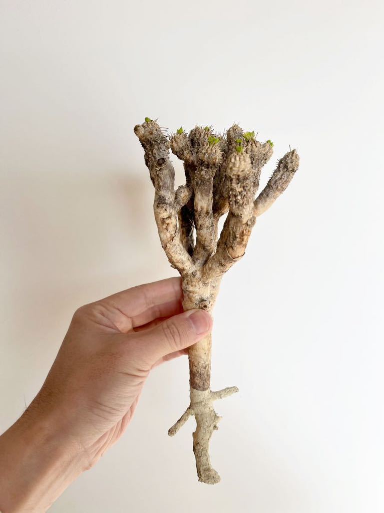 ベアルート株⑨ / 多肉植物 / 塊根植物 / ユーフォルビア ギラウミニアナ / コーデックス