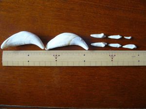 熊 牙のヤフオク!の相場・価格を見る｜ヤフオク!の熊 牙のオークション ...