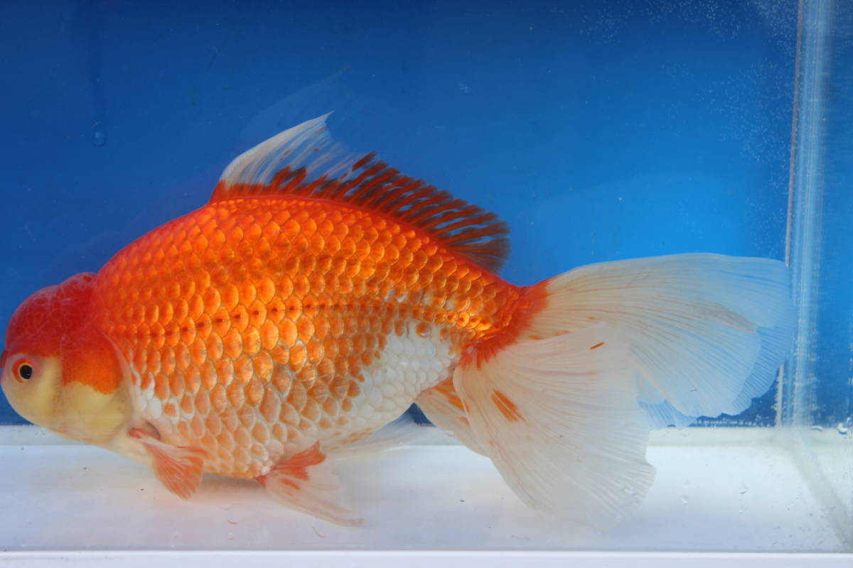 長洲系ジャンボ獅子頭丸手28㎝位　　赤勝ち更紗　3才（明け4才）