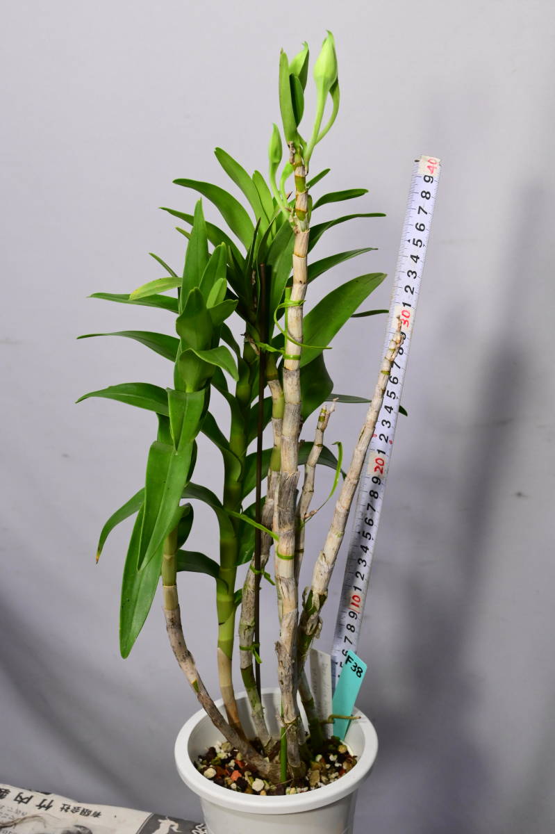 F38 Den. Alice Iwanaga 'Hitomi' (Thomas Warne x sanderae) 洋蘭