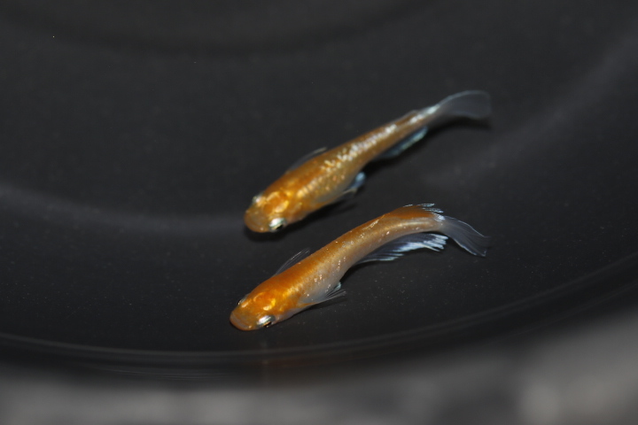 【オリジアス】紅玉エボリューション血統　１ペア　NO.１０