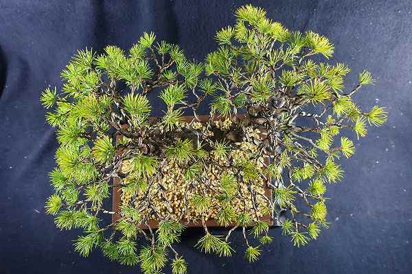盆栽＜貴風盆栽 赤石五葉松 双幹 樹高32cm＞棚出しの入札履歴 - 入札者
