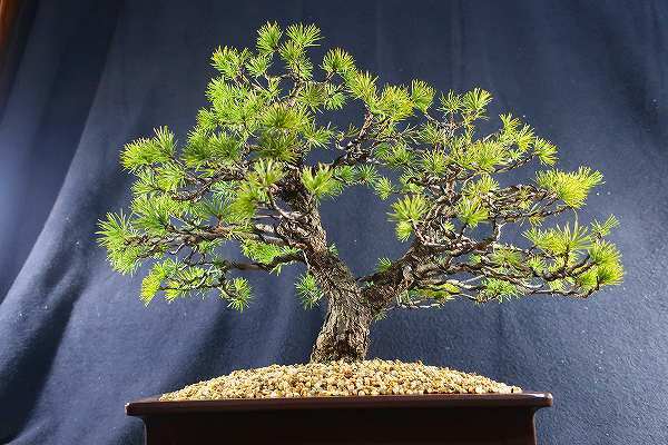 盆栽＜貴風盆栽 赤石五葉松 双幹 樹高32cm＞棚出しの入札履歴 - 入札者