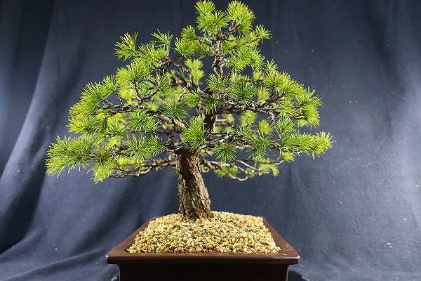盆栽＜貴風盆栽 赤石五葉松 双幹 樹高32cm＞棚出しの入札履歴 - 入札者