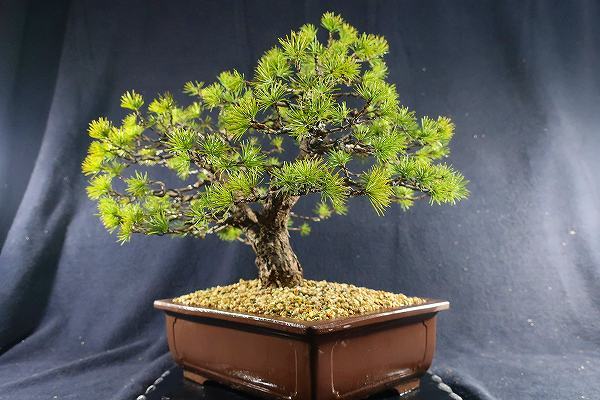 盆栽＜貴風盆栽 赤石五葉松 双幹 樹高32cm＞棚出しの入札履歴 - 入札者
