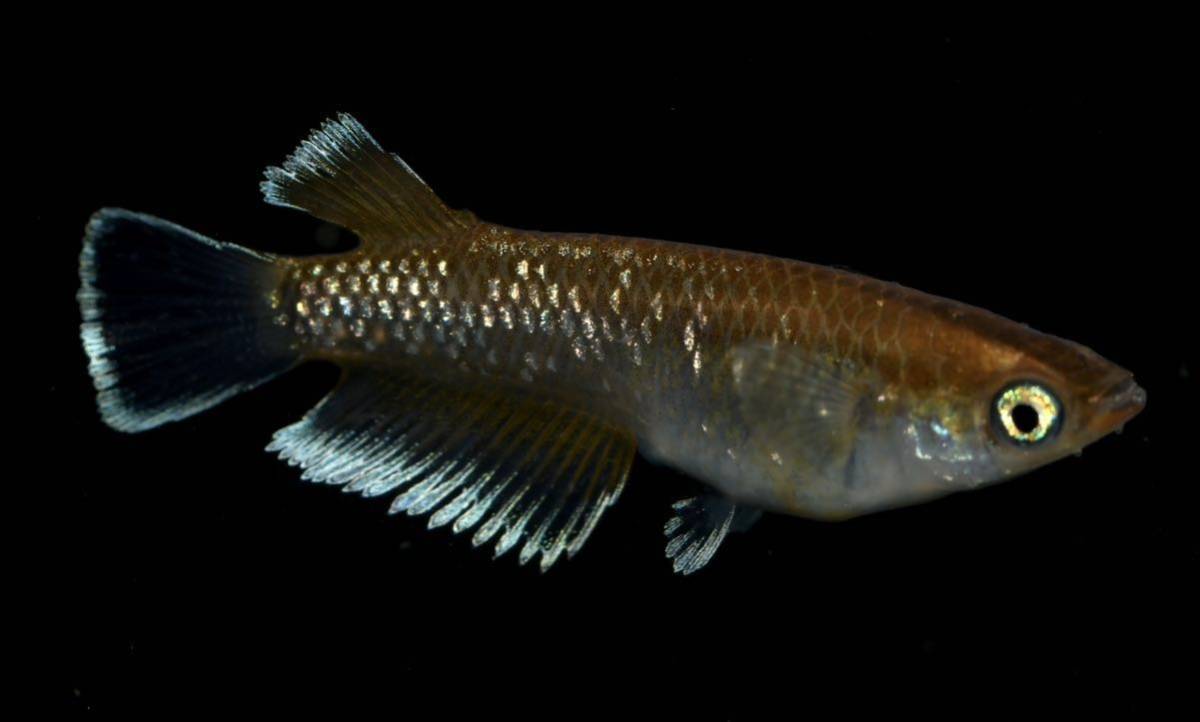 【めだか艶丸】J1 艶娘ブリード　　　　　　　　 『レッドクリフ・ダークタイプ』　夢中めだか様最高グレード系統　雄1匹雌2匹　現物出品　