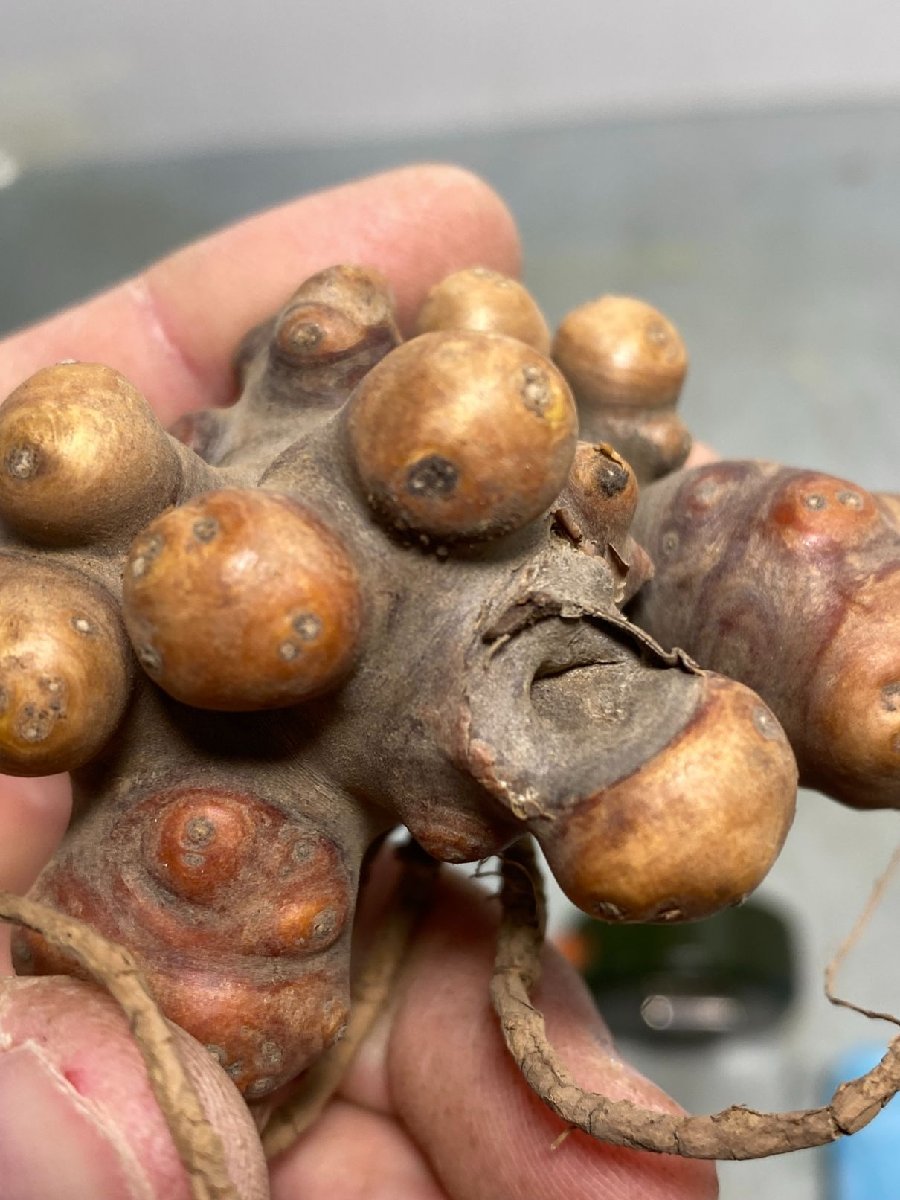 カ1781 「現地」オトンナ　カカリオイデス　抜き苗【1/13最新到着・塊根植物・Othonna cacalioides】