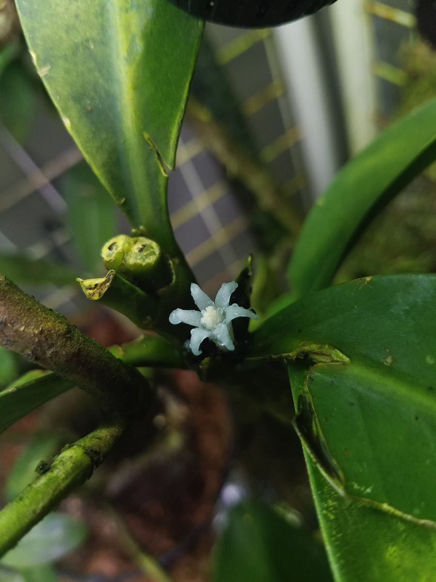 Yahoo!オークション アリ植物 本物の Myrmephytum selebicum