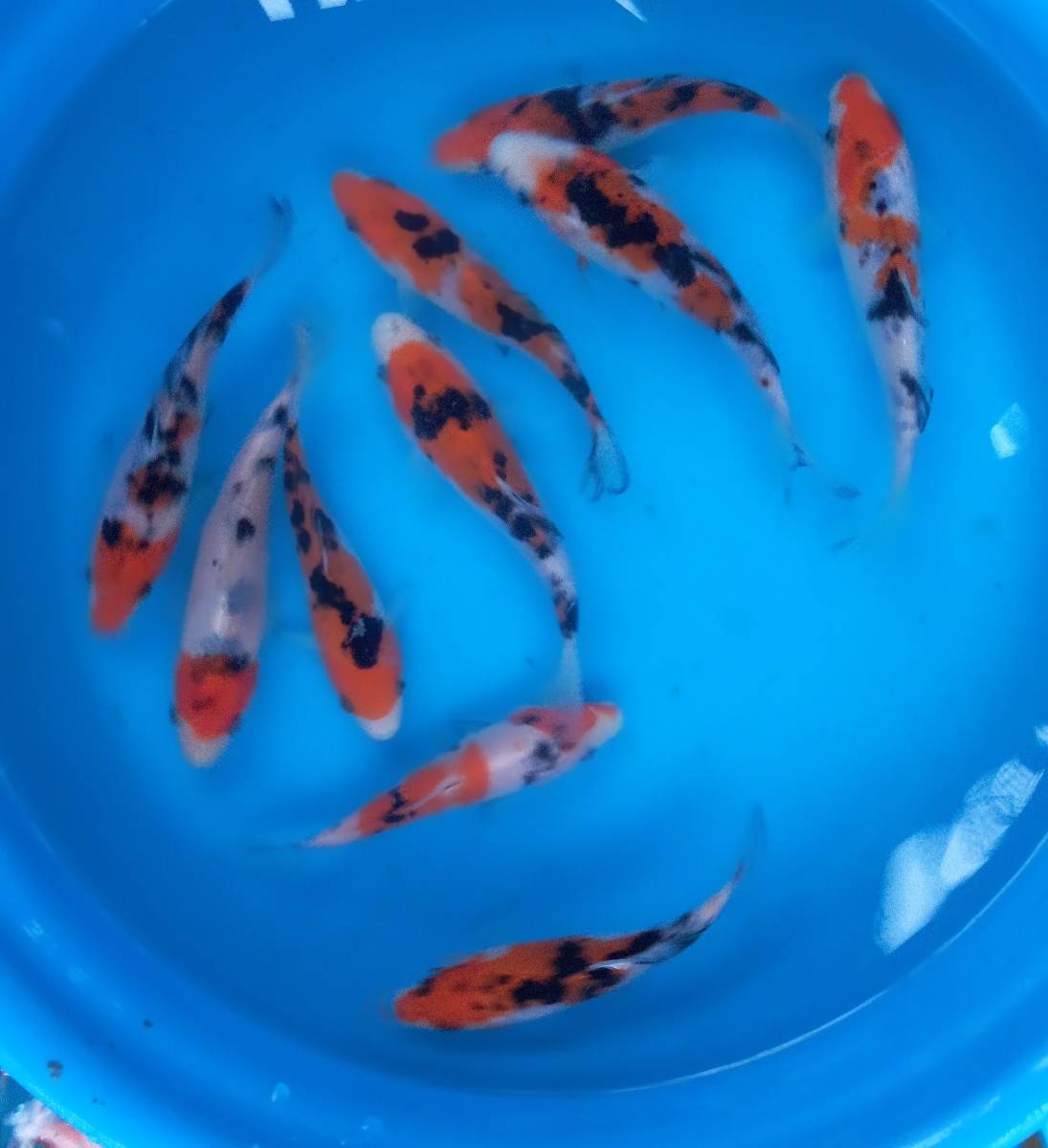 標本】特大・特異型 ヤンソニーテナガコガネ（ベトナム北部HaGiang