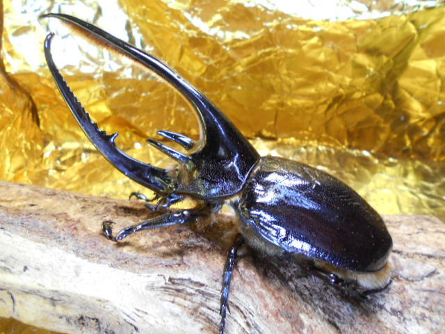 大型！漆黒の騎士！ネプチューン１４２♂・６９♀ペア