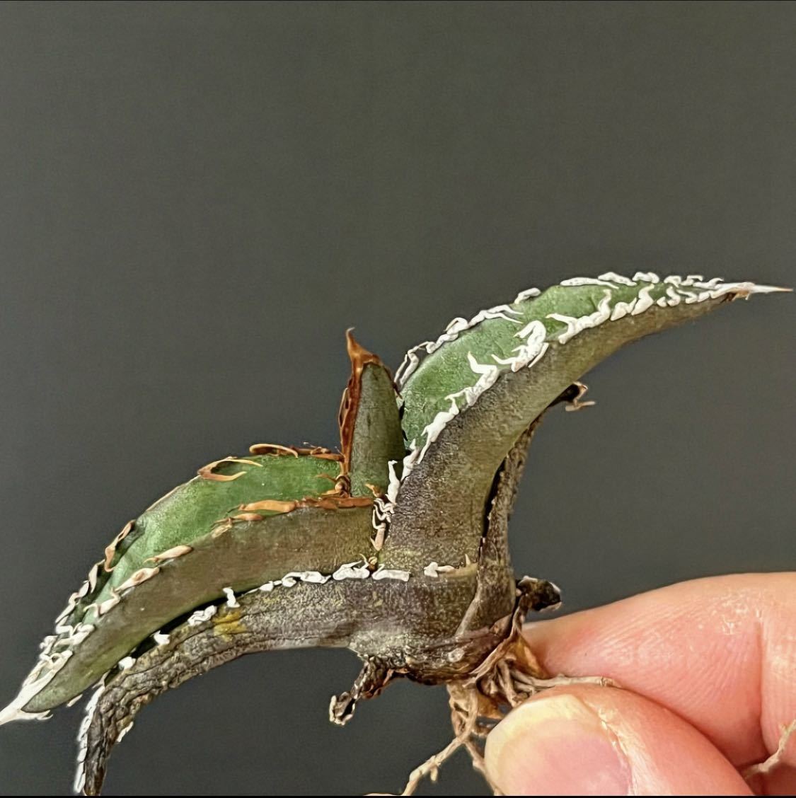 hp 314 オアハカオテロイ実生　アガベ　オテロイ　(チタノタ) osp育成株　オアハカ産種子実生株　サイズは手のサイズ参考