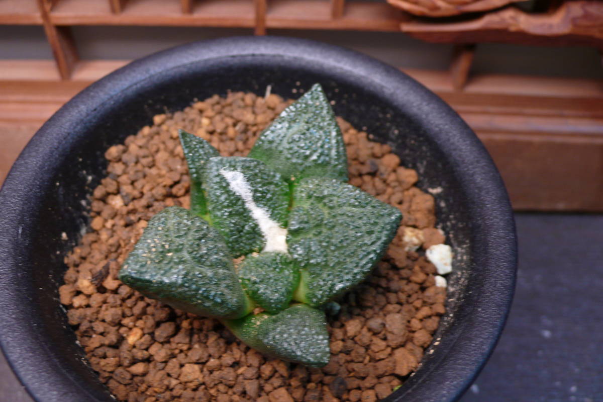 サボテン&多肉植物) 亀甲牡丹実生苗 【公式通販】