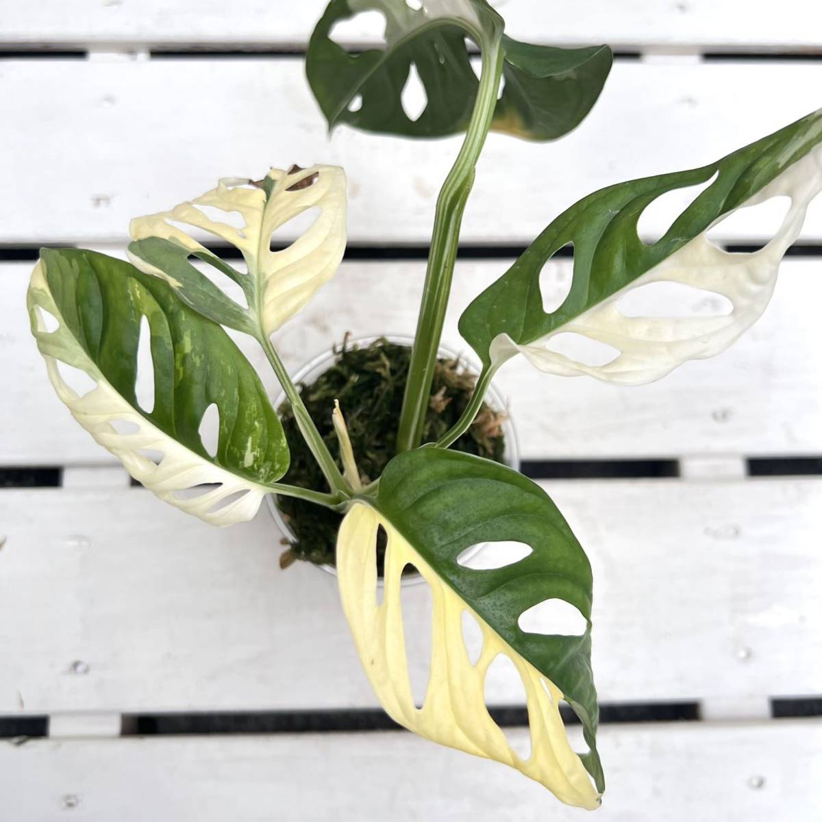 KhK-05》ハーフムーンMonstera adansonii variegata モンステラ アダン