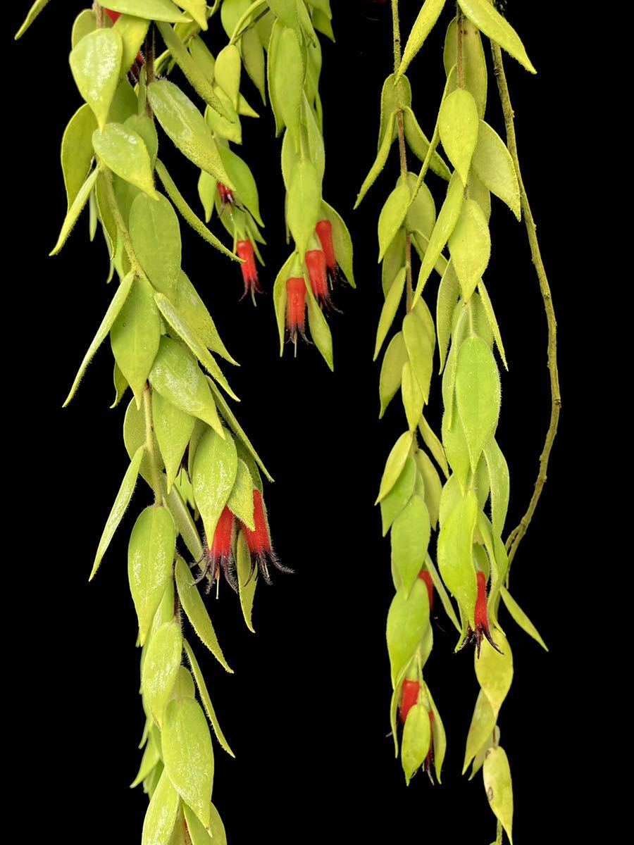 南米着生ツツジ Ceratostema sp. (rauhii var. villosa?) Ecuador