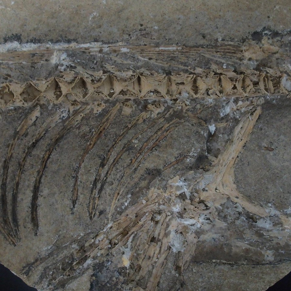 置物化石石骨董品2点