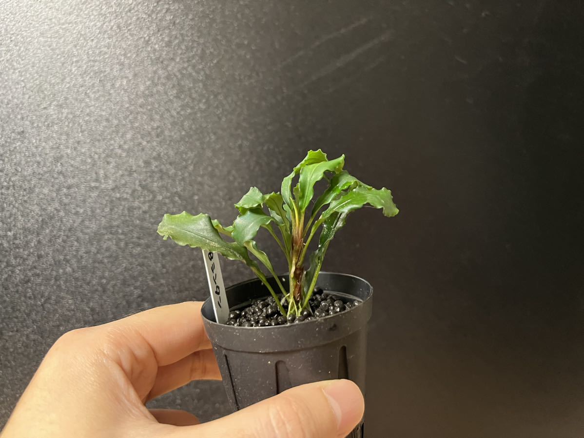 ブセファランドラ シンタン TB便 ☆Bucephalandra Bucephalandra