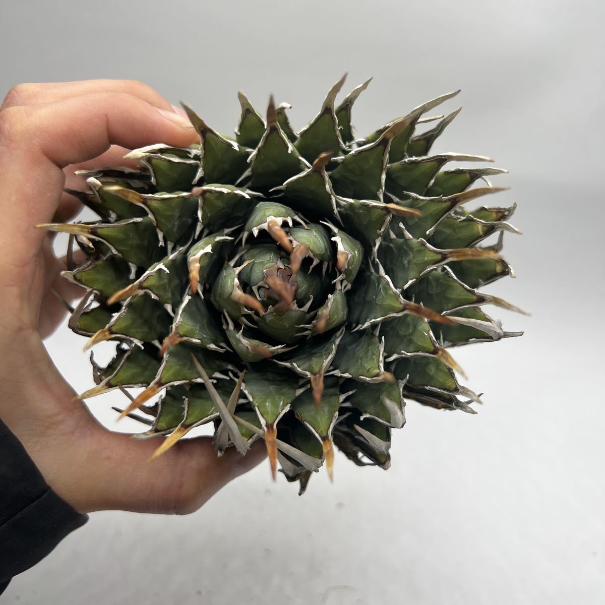 S120-8アガベ ユタエンシス /Agave utahensis : アガベ ユタエンシス