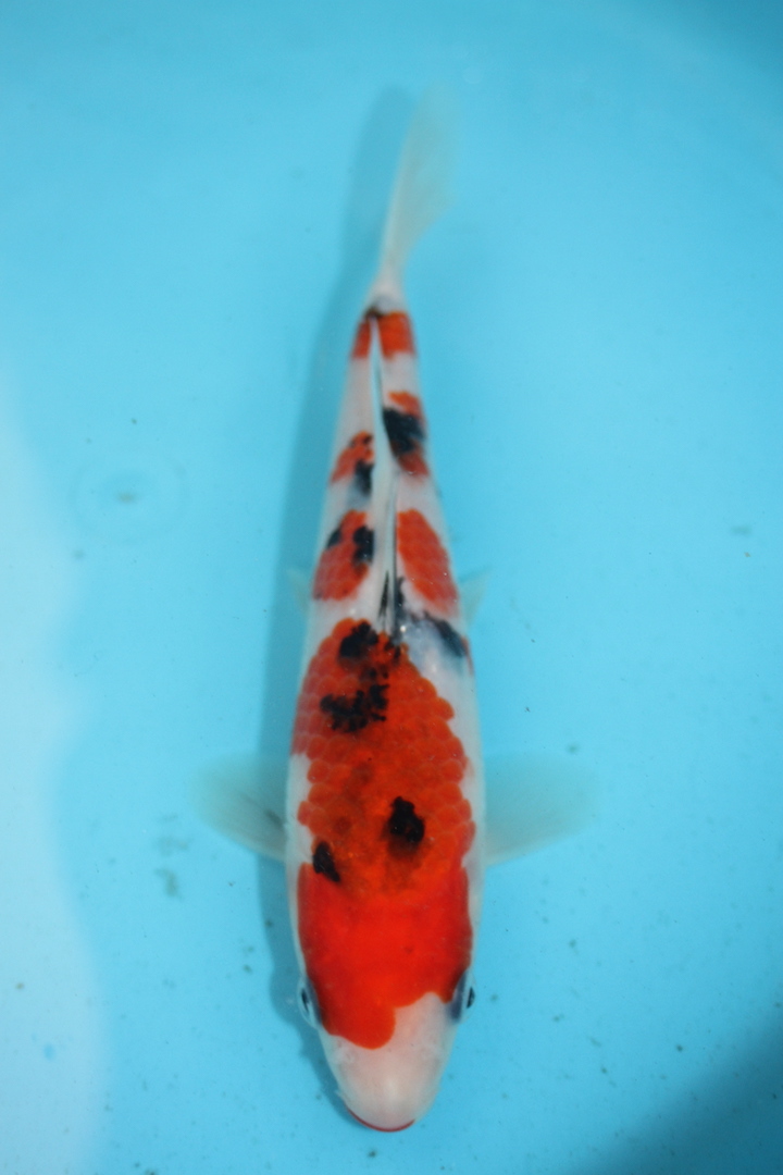 【備後府中錦鯉】令和４年産　⑤大正三色　17.５㎝　（眠り経験済み）